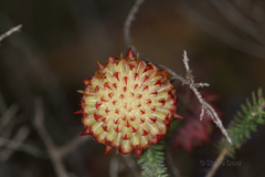 Darwinia neildiana