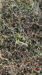 Eriogonum heermannii