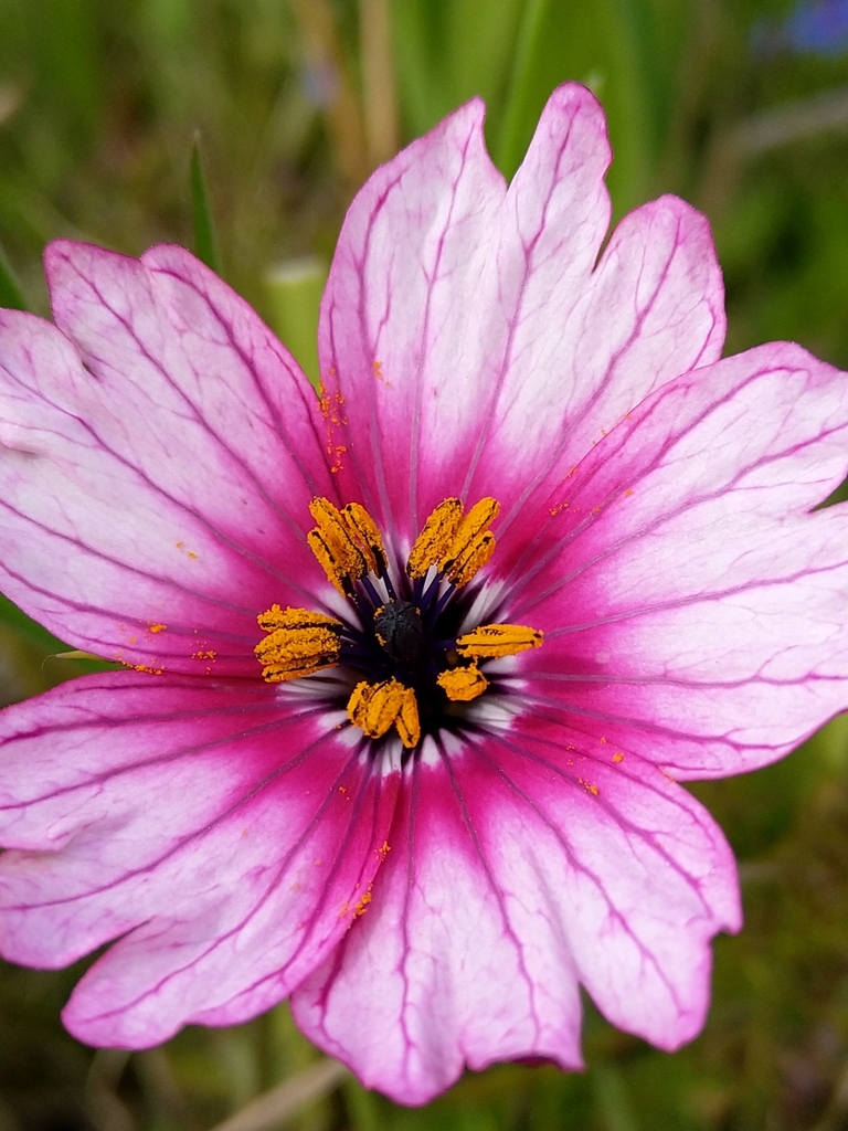 Butterfly Flower