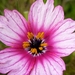 Butterfly Flower - Photo (c) Jacques van der Merwe, some rights reserved (CC BY-SA), uploaded by Jacques van der Merwe