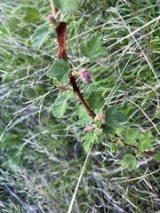 Ribes malvaceum