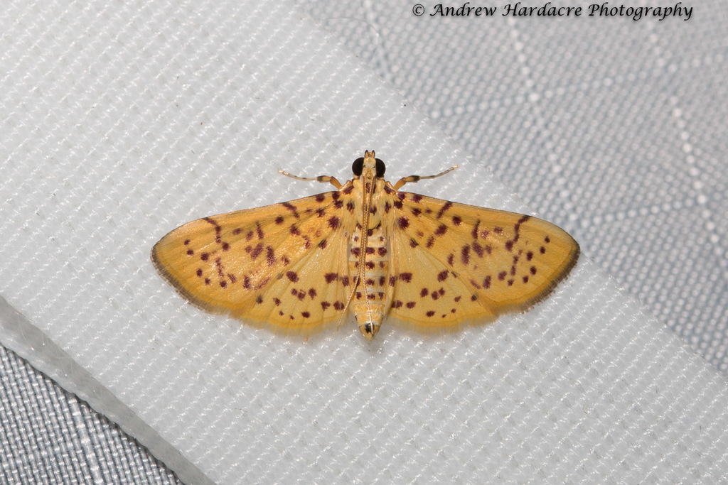 Conogethes ersealis