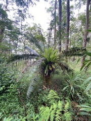 Lepidozamia peroffskyana