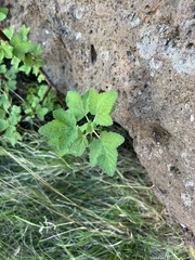 Ribes malvaceum