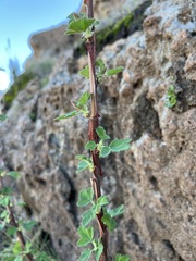 Ribes malvaceum