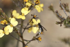 Stylidium diuroides