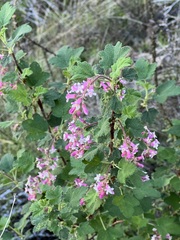 Ribes malvaceum