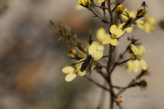 Stylidium diuroides