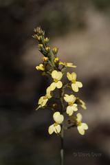 Stylidium diuroides
