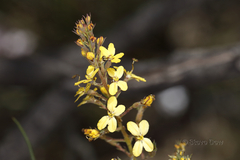 Stylidium diuroides