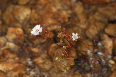 Drosera eneabba