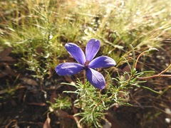 Cheiranthera linearis