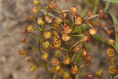 Drosera porrecta