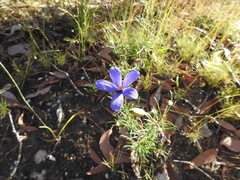 Cheiranthera linearis