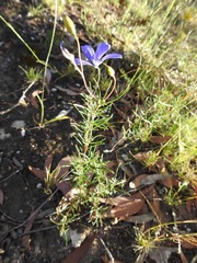 Cheiranthera linearis