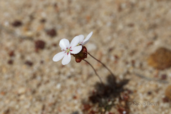 Drosera spilos