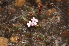 Drosera spilos
