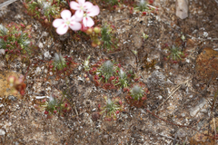 Drosera spilos