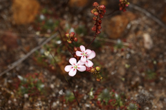 Drosera spilos