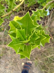 Acanthus ilicifolius