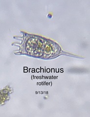 Brachionidae