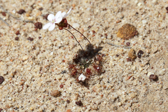 Drosera spilos