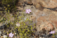 Drosera stricticaulis
