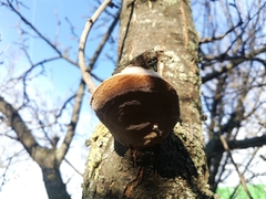 Phellinus pomaceus