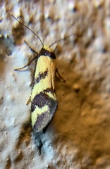 Olbonoma triptycha