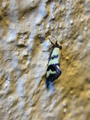 Olbonoma triptycha