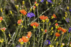 Melaleuca ectadioclada