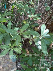 Pittosporum pentandrum