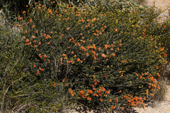 Melaleuca ectadioclada