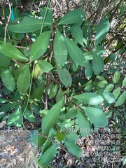Pittosporum pentandrum