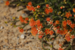 Melaleuca ectadioclada