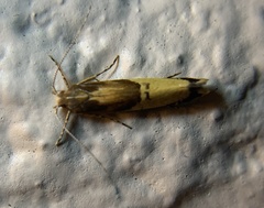 Labdia deliciosella