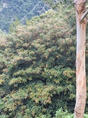 Image of Clethra arborea