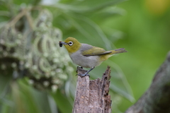 Zosterops lateralis chlorocephalus