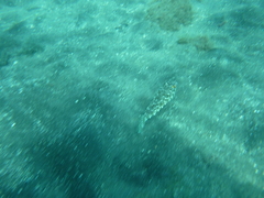 Sphoeroides marmoratus