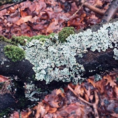 Punctelia jeckeri