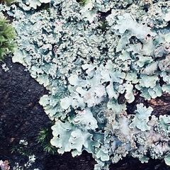 Punctelia jeckeri