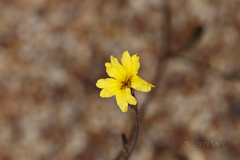 Goodenia berardiana