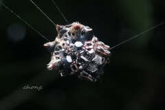 Thelacantha brevispina