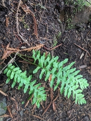 Polypodium