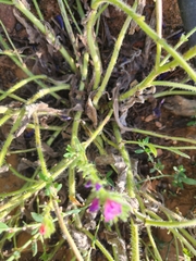 Echium