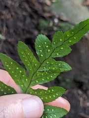 Polypodium