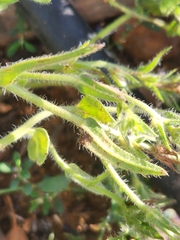 Echium