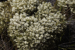 Grevillea paniculata