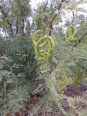 Prosopis flexuosa
