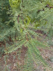 Prosopis flexuosa